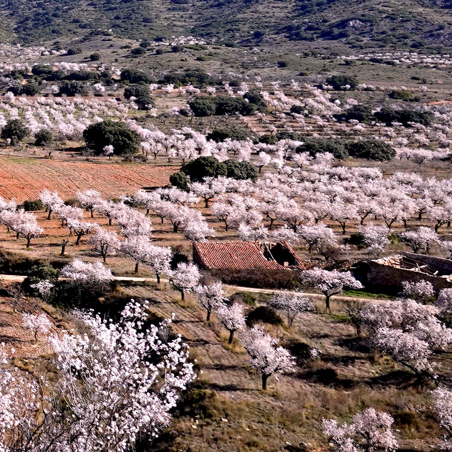 Almendros y ruina